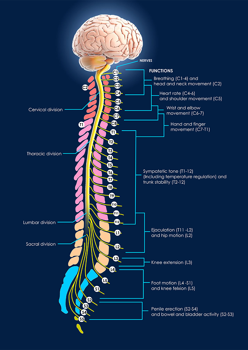 Spine Surgery